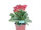 pianta vera da interno o sterno di Kalanchoe o calandiva fiore rosso vaso12cm