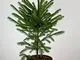 Abete rosso Picea abies Peccio in vaso ø19 cm h. 40/60 cm