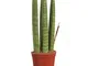 Choice of Green -1 Sanseveria dritto o stabimento femmine Tong-room in Di Kwekerspot ?10 c...