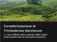 Caratterizzazione di Trichoderma Harzianum: e i suoi effetti sulla crescita delle radici n...