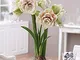 Potseed . Lily Amaryllis - Specie originaria Hippeastrum Petali Amaryllis - 100pcs / Pack:...