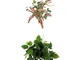 joyMerit Set di 2 Foglie di Vite di Giungla Radice di Rododendro Rettile Vivarium Ornament...