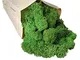 Lichene Stabilizzato Naturale 250gr Qualità Premium Colore Natural Green Verde Stabilizzat...