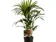 Howea forsteriana XL | Palma Kentia | Pianta da appartamento tropicale | Altezza 80-90 cm...