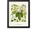 Common Hop Botanico Stampa artistica Botanica di Birra Brewing Art Print Birra Wall Art Be...