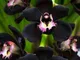 100 nero unico Cymbidium Faberi giardino di fiori Semi piante da fiore semi del fiore dell...