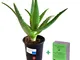 Pianta Aloe Arborescens Etnea da coltivazione bio biologica Piantina Piccola in vaso 20 cm...