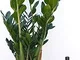 ZAMIOCULCAS XXL IN VASO CERAMICA BIANCO, Vaso 22 altezza 110cm, pianta vera