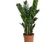 Choice of Green - Zamioculcas zamiifolia -camera pianta in Di Kwekerspot ?17 cm-altezza ?...