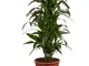 Pianta d'appartamento da Botanicly – Albero del drago – Altezza: 120 cm – Dracaena Janet C...