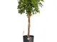 Pianta d'appartamento da Botanicly – Schefflera arb. Gold Capella in vaso antracite cilind...