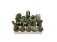 piante grasse vere mix cactus e succulente, COMUNI E NON COMUNI,placca da 20 piantine diam...