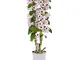 Dendrobium nobile 'Lucky Bird' | Orchidea | Fiori bianchi rosa | Altezza alla consegna 50-...