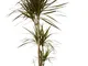 Pianta d'appartamento da Botanicly – Albero del drago bicolore – Altezza: 125 cm, 3 germog...