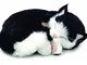 Perfect Petzzz Cucciolo di Gattino Che Dorme e Respira, Pelo Corto Nero Bianco