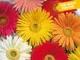 Sementi da fiore di qualità in bustina per uso amatoriale (GERBERA GIGANTE DOPPIA IN MISCU...