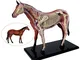 BIUYYY Modello Anatomico Cavallo - Biologia Animale Anatomia Puzzle Kit di Assemblaggio di...