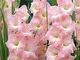 CUSHY Gladiolo Bulbi -Rose SUPREME, 10 lampadine, rosa Rosy con tocchi di crema