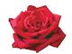 Velvet Alibi®, rosaio vivo Rose Barni®, rosa in vaso colore rosso, linea prestigio, fiori...