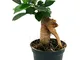 POWERS TO FLOWERS - FICUS GINSENG MINI IDEALE PER TERRARIUM, Pianta vera