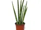 Sansevieria cylindrica - stylish plant in 10.5cm pot