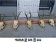 Collezione di capriolo cervo completo teschio corna set di 5 espositore taxidermia teschio