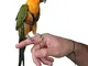 luminiu Pettorina Pappagallo, Parrot Leash Flying Anti-Bite Traction Rope Uccello Allename...