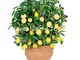 Bloom Green Co. 50 Pz Rare Nano Arcobaleno limone biologico frutta Bonsai Lemon Tree giard...