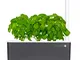 Emsa Click & Grow - Kit per Creare Un Mini Giardino in casa, Grigio., 31,5 x 13,5 x 22,7 c...