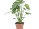 KENTIS - Monstera Deliciosa Pianta Vera da Interno - Piante da Appartamento - H 45-55 cm V...