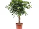 Choice of Green - Schefflera Gold Capella - pianta della casa in vaso per coltivatore ?27...