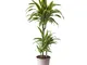 Pianta d'appartamento da Botanicly – Albero del drago – Altezza: 115 cm, 3 germogli – Drac...