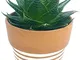 ALOE COSMO IN VASO CERAMICA BIANCO-BRONZO RIGATO, pianta vera