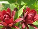 Sweetshrub 5 semi Calycanthus floridus fragrante/Albero/ornamentale L32
