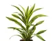 Pianta d'appartamento da Botanicly – Albero del drago – Altezza: 70 cm – Dracaena derem. L...