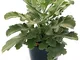 POWERS TO FLOWERS - KALANCHOE BEHARENSIS, GASO 16CM, pianta vera