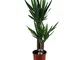 Yucca elephantipes | Palma su 2 steli | Pianta da appartamento tropicale | Altezza 90-100...