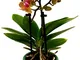 POWERS TO FLOWERS - ORCHIDEA PHALAENOPSIS BONSAI ARANCIO/GIALLO IN VASO CERAMICA TULIPANO,...