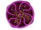 Outward Hound Fun Feeder Slo-Bowl - Ciotola anti-ingozzamento per cani - medio - viola