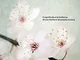 Passione sakura. La storia dei ciliegi ornamentali giapponesi e dell'uomo che li ha salvat...