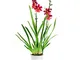 Orchidea – Orchidea Cambria – Altezza: 60 cm, 2 germogli, fiori rossi