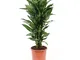 Pianta d'appartamento da Botanicly – Albero del drago – Altezza: 100 cm – Dracaena Janet L...