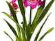 POWERS TO FLOWERS - MILTONIA VIOLA, ORCHIDEA IN VASO CERAMICA BIANCO, pianta vera