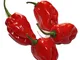 PEPERONCINO HABANERO ROSSO NR.25 SEMI