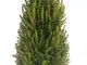 POWERS TO FLOWERS - PICEA GLAUCA CONICA, ALBERO DI NATALE, altezza 110cm, pianta vera