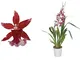 Orchidea – Orchidea Cambria rossa – Altezza: 59 cm, 3 germogli, fiori rosso-bianco