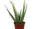 Aloe vera | Asphodeloideae | Effetto curativo | Succulente | Altezza alla consegna 25-30 c...