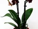 POWERS TO FLOWERS - ORCHIDEA PHALAENOPSIS NERA IN VASO CERAMICA CUORI, Orchidea Falenopsis...