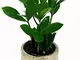 POWERS TO FLOWERS - ZAMIOCULCAS XS IN VASO PIETRA, pianta vera