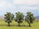Noch 25511 - 3 Alberi da frutto in Fiore, Colore: Bianco
